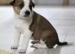 Adorable-Puppy-near-Puddle-on-Floor-Indoors