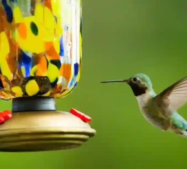 Hummingbird Food
