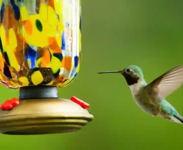 Hummingbird Food