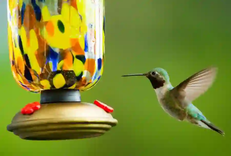 Hummingbird Food