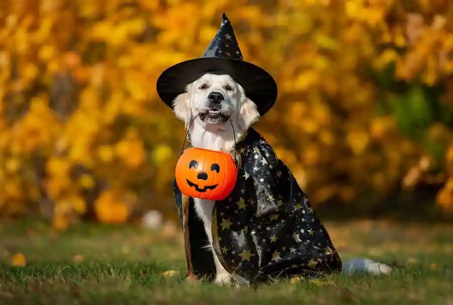 Dog Halloween Costumes