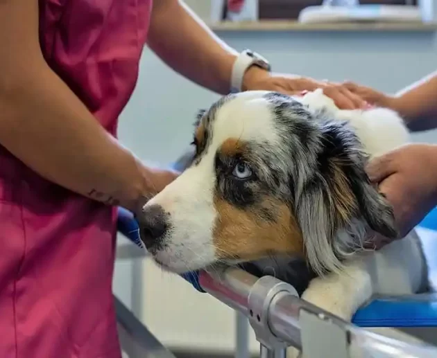 Dog Respiratory Diseases