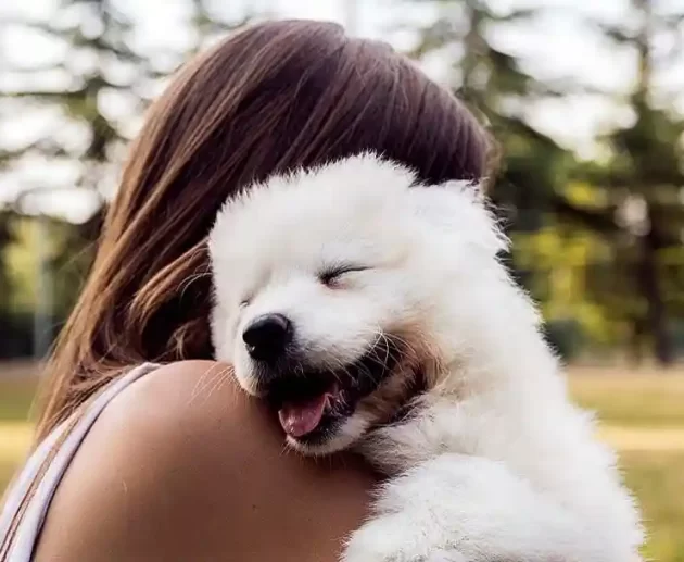 Why Dogs Are Our Favorite and Famous Pets