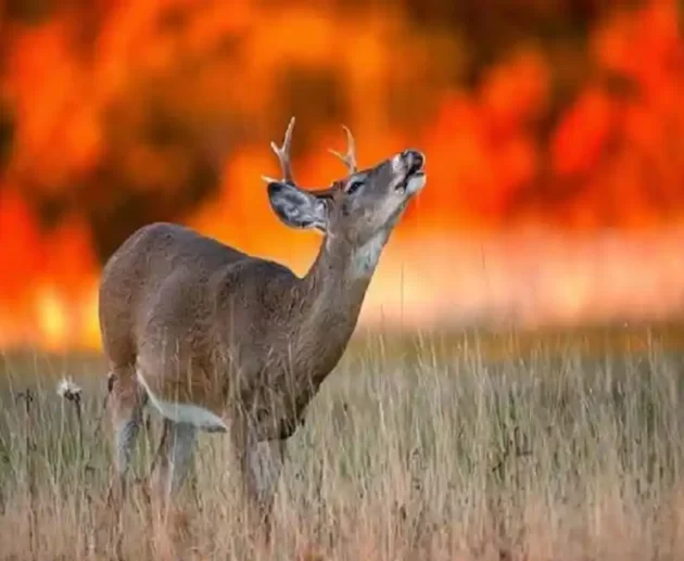 Wildlife in a Changing Climate