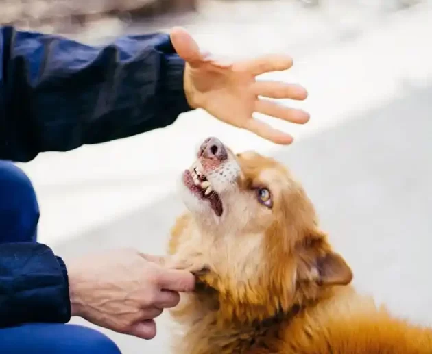 Things Dogs Hate About Humans