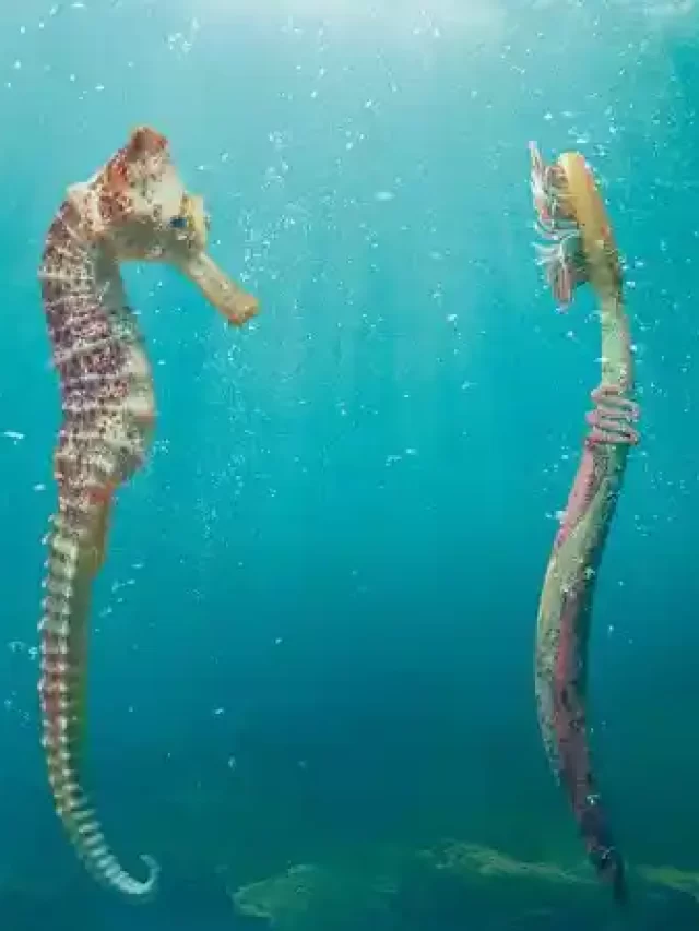 The Plastic Toothbrush Debate