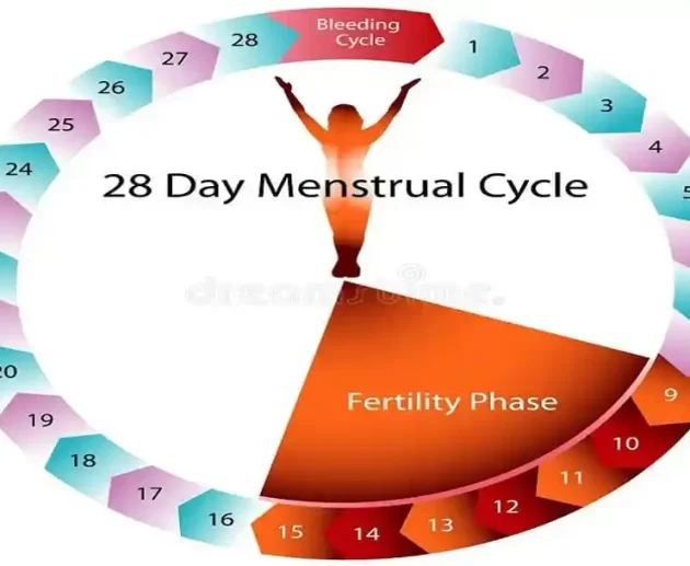 menstrual cycle