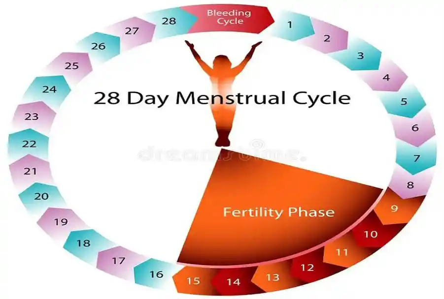 menstrual cycle